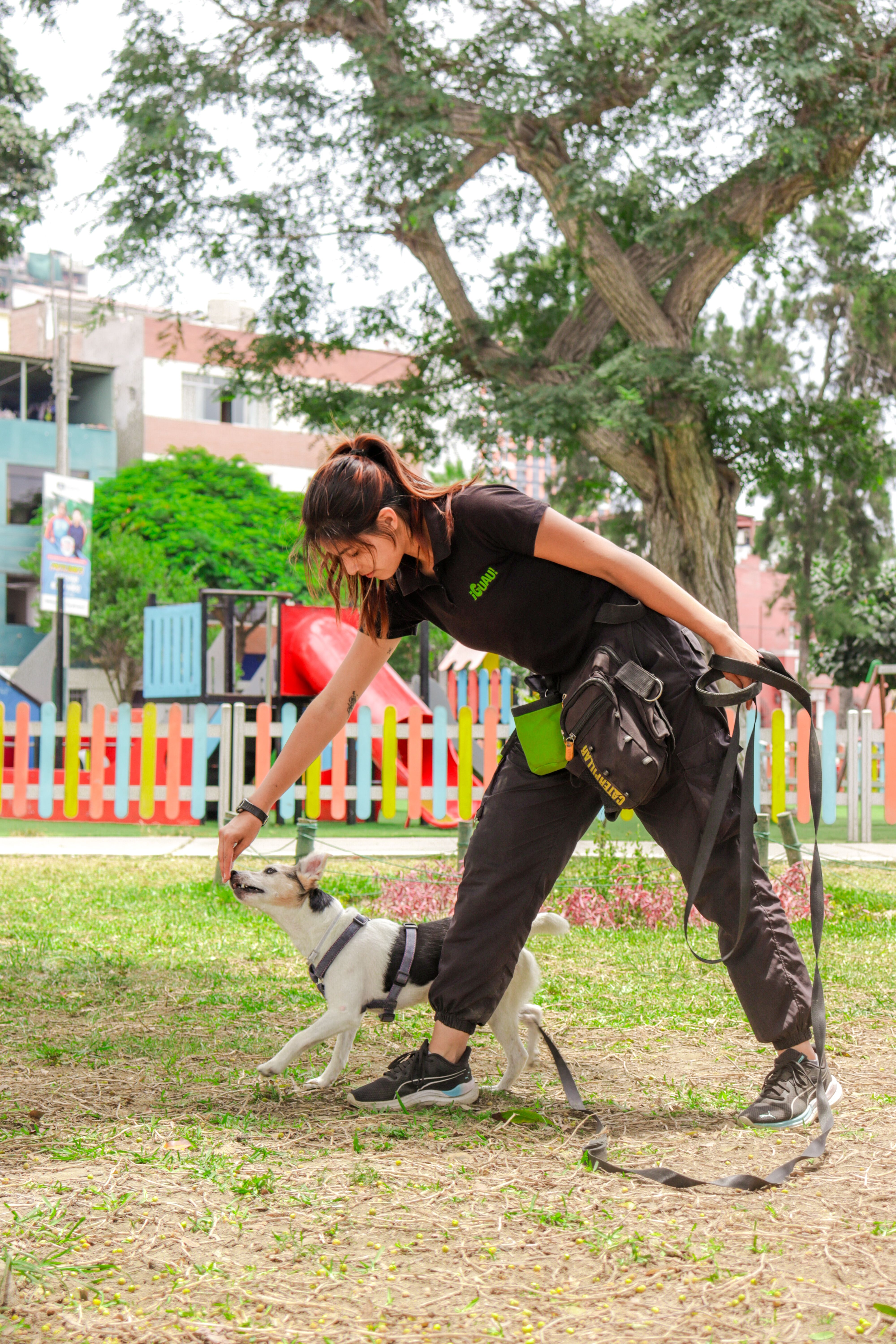 Adestramento Canino