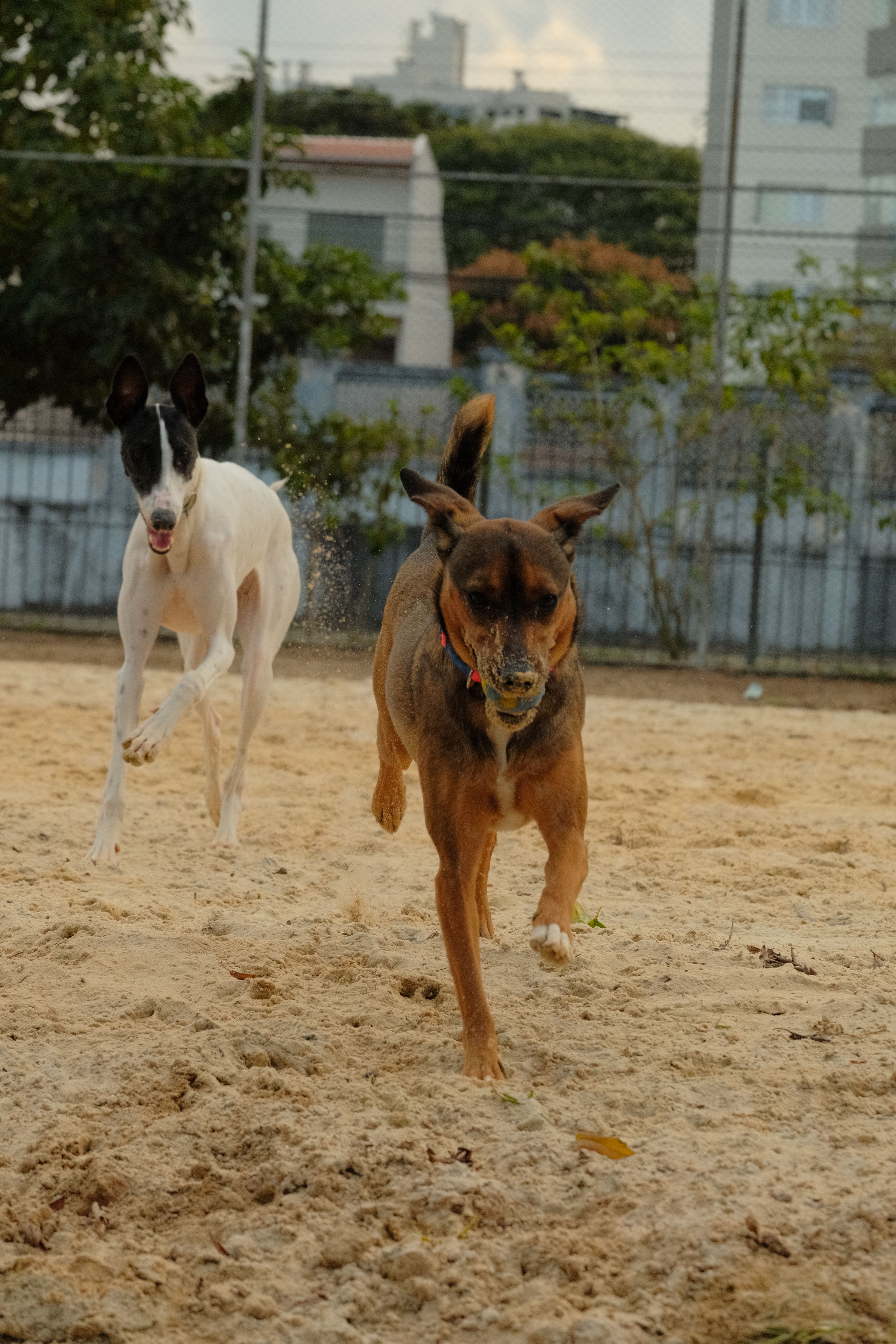 Day Care Canino