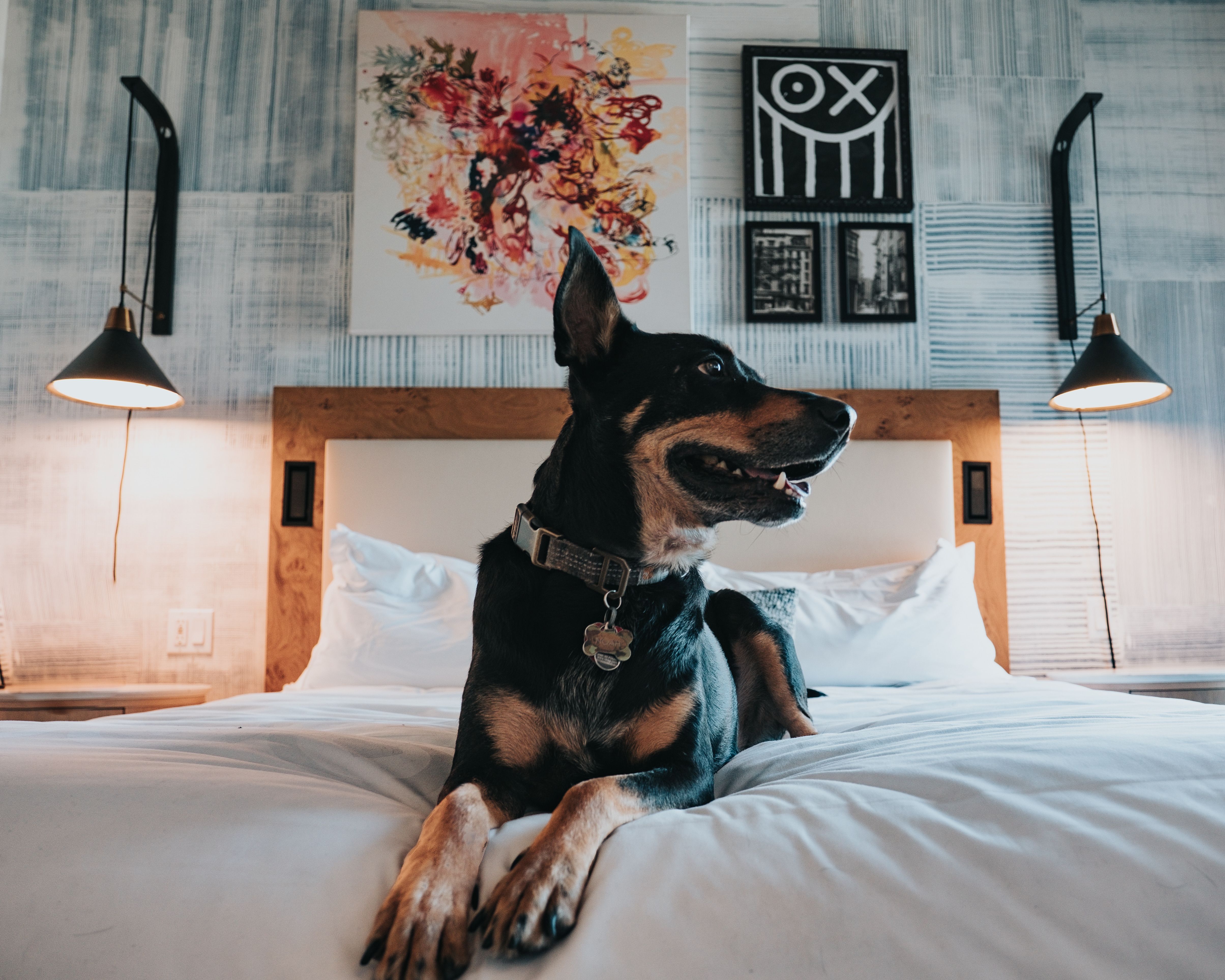 Hotel Pet